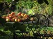harvest time
