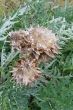 Old Globe Artichoke plant