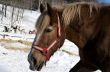 Vermont Sleigh Horse