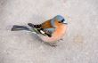 chaffinch close up