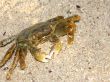 land-crab on a sand