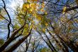 autumn, day
