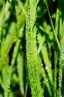 grass