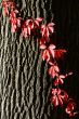 autumn, autumn
