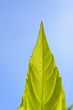 foliage