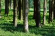 wood, day