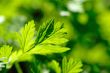 green leaves