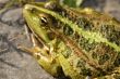 frog, close-up
