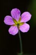 flower, close up