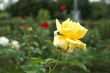 Yellow rose in the park