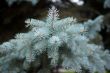 Blue spruce