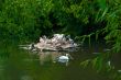 Pelican`s island