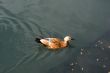 Duck in zoo