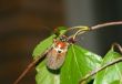 May-bug