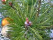 Christmas tree buttons