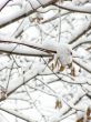 maple in snow