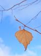 Last leaf