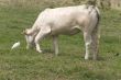 cow and bird