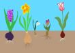 flower bulbs