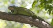 iguana