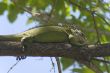iguana