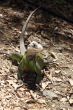 green iguana