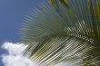 palm