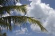 palm