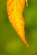 foliage