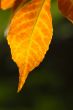 foliage