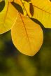 foliage