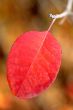 foliage