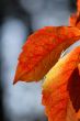 foliage