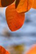 foliage