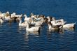 domestic goose