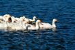 domestic goose
