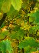 Autumn Foliage