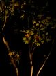 Japanese Maple Tree