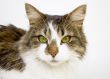 Cat portrait