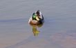 Mallard and Reflection