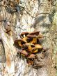 mushroom on the tree