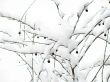berries under snow