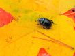 beetle on the leaf