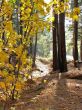 morning in yhe forest
