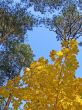 autumn sky