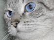 cat eyes