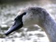 swan nestling portret