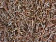 black tea background