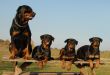 four rottweilers