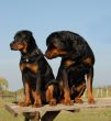 two rottweilers: puppy and adult